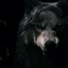 Vl_Red_Wolf