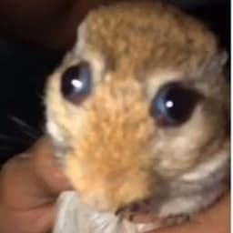 LewCo