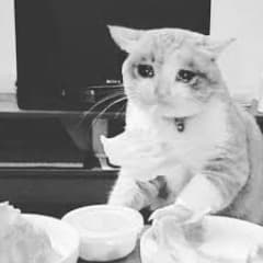 KuddleKitten