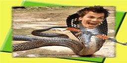 oldsickcobra