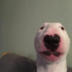 xJuuzo