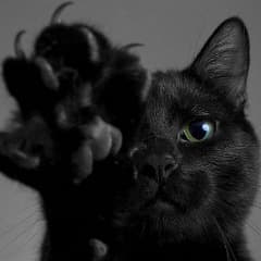 Howly-