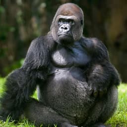 monkeylifer