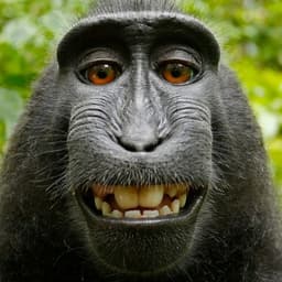 zMonkeh