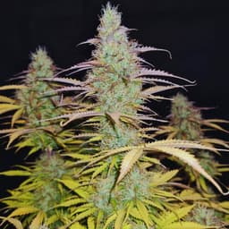 medical_weed