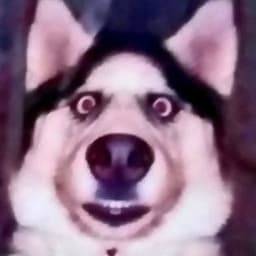 Pav1os