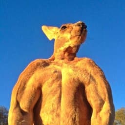 KANGOROOOO