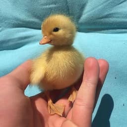 DuckHunters