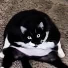 LuvF2