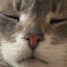 Numfaa