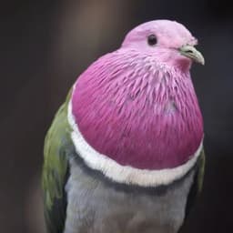 KikiFogosa