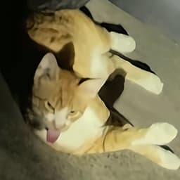 _Na1tt