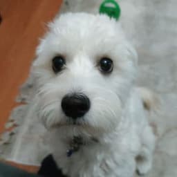 GORUNMEZZ