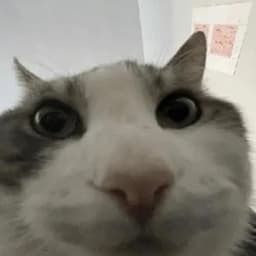 YOGI-