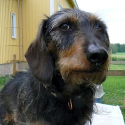 Pyyhkis