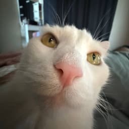 limlfs
