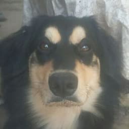 dog_deput_at