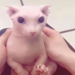 ZUCKOOV