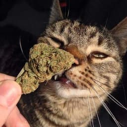 miauuuu_kapi