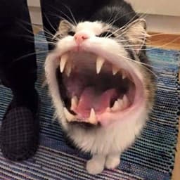 screepysh