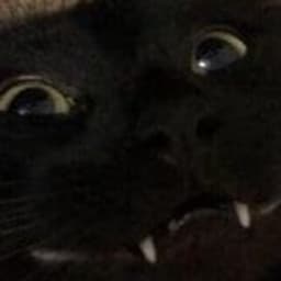 Muisku