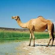 Camelforfuns