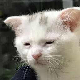 MujoMs