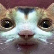 DedpblxTo