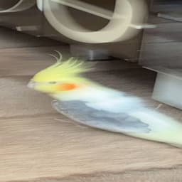 SefDor