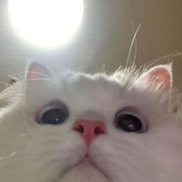shuirewlli