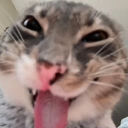 Zyiiiii