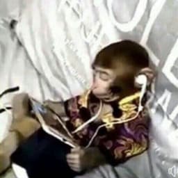 dikiyPAMPERC