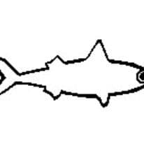 ExOqO