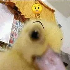 dm---