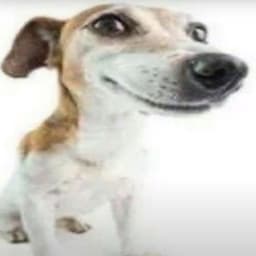 HI_Imnoob