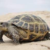 TurtleK96