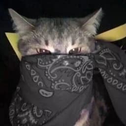 NoNimNik