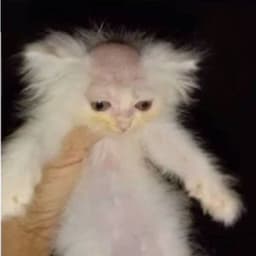 KgYa