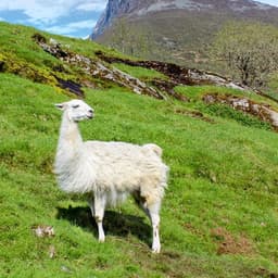 LoverLlama