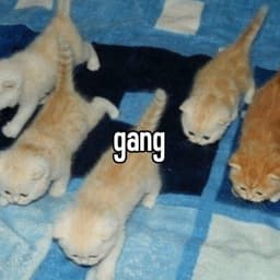 666pesi