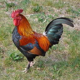 lomidzebtw
