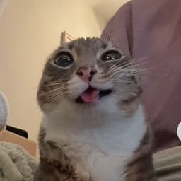 Apin0