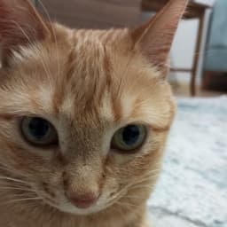 CanLext