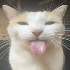 TuttiOwl