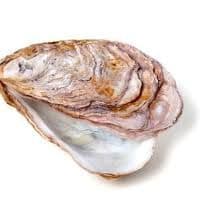 oystor