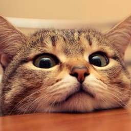 Felix-XXX