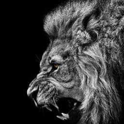 LION_7