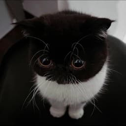 Tamocka