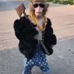 kobralasher