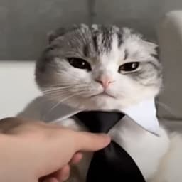 Francyzik